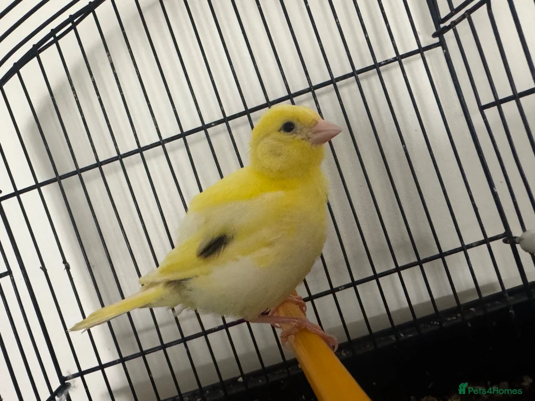 Canaries birds for sale: Variegated yellow fife canary  - Advert 3