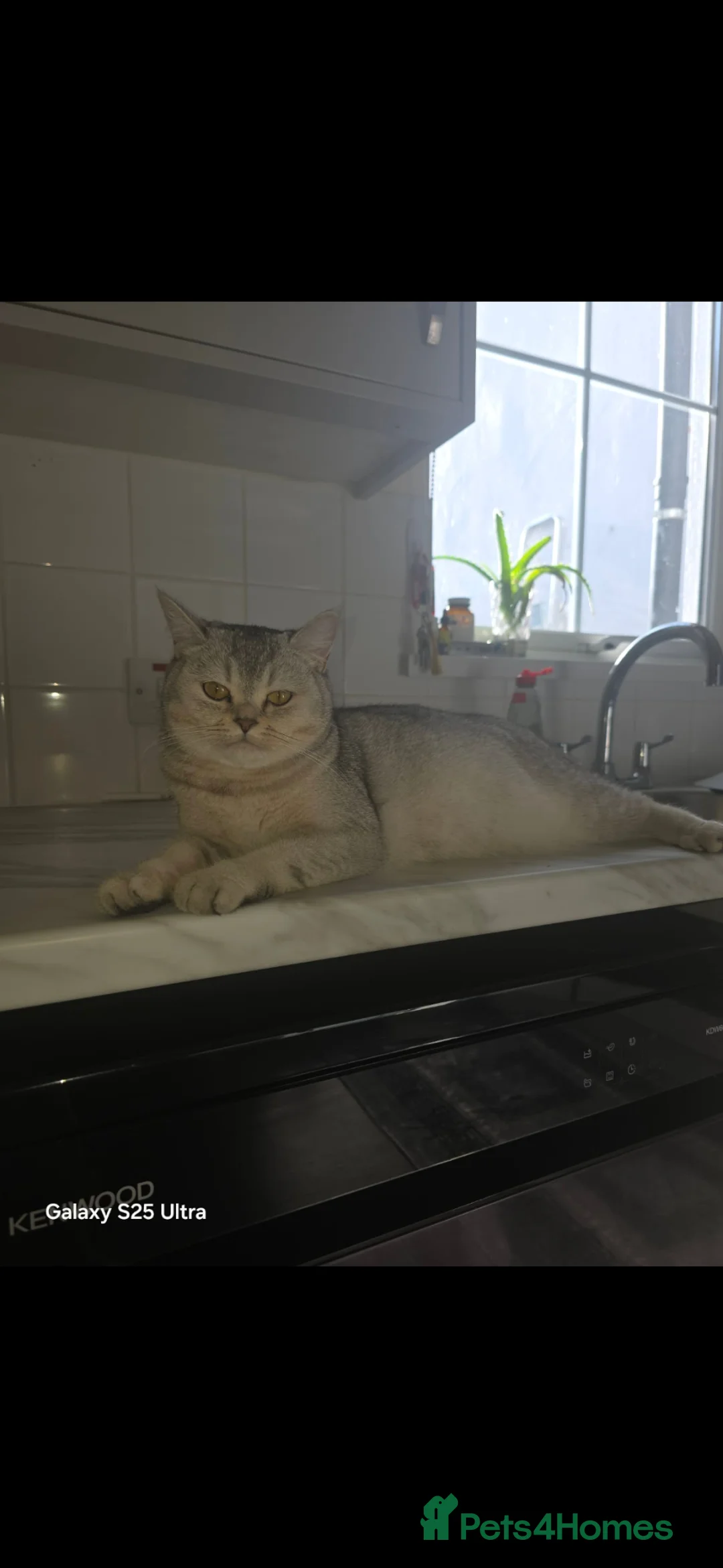 Scottish Fold cats for sale: Scotish fold/straight - Advert 2