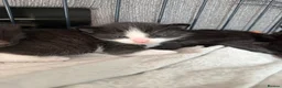 Domestic Shorthair cats for sale: 1 gorgeous female domestic short hair  - Advert 20