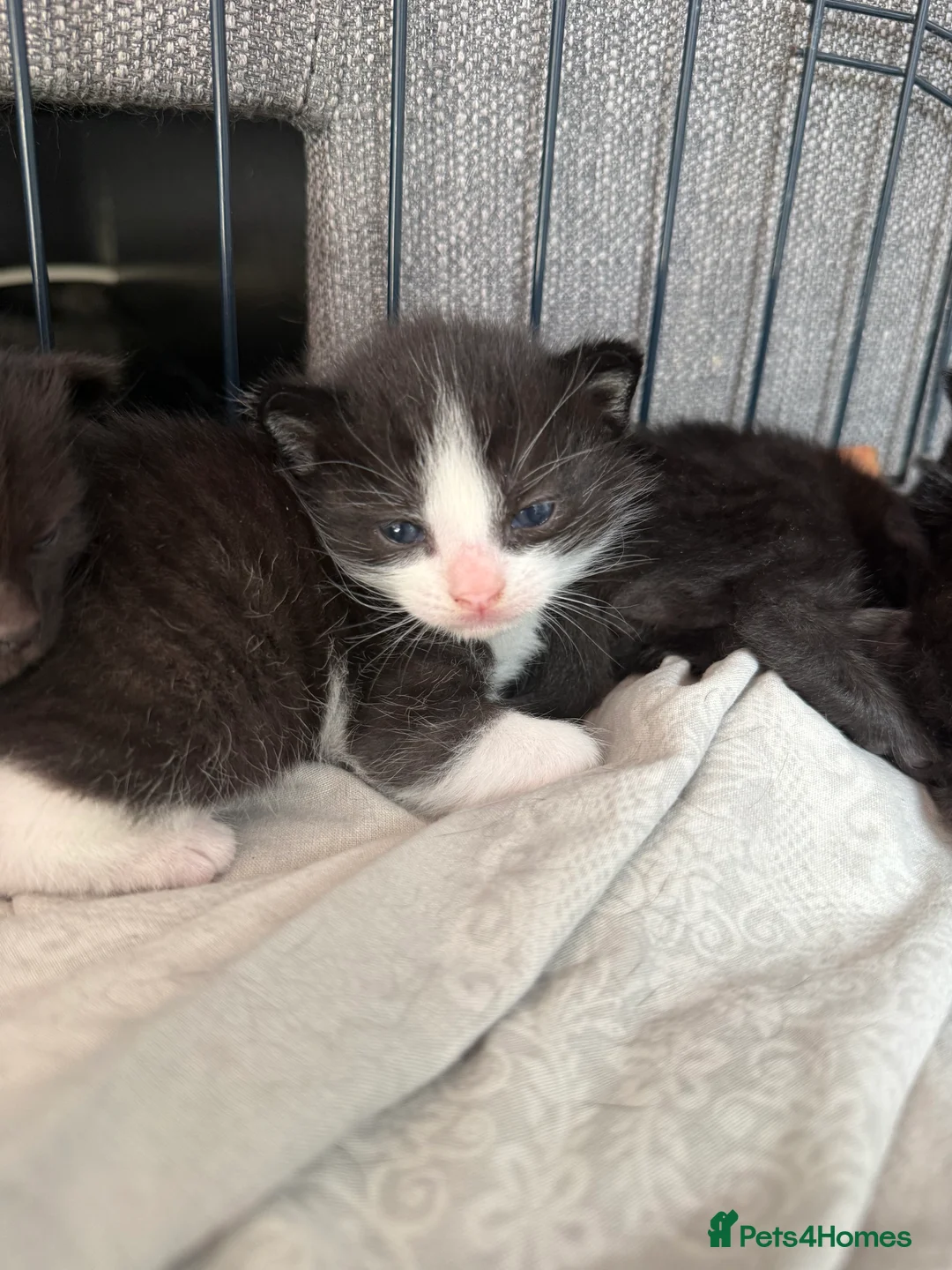 Domestic Shorthair cats for sale: 1 gorgeous female domestic short hair  - Advert 20