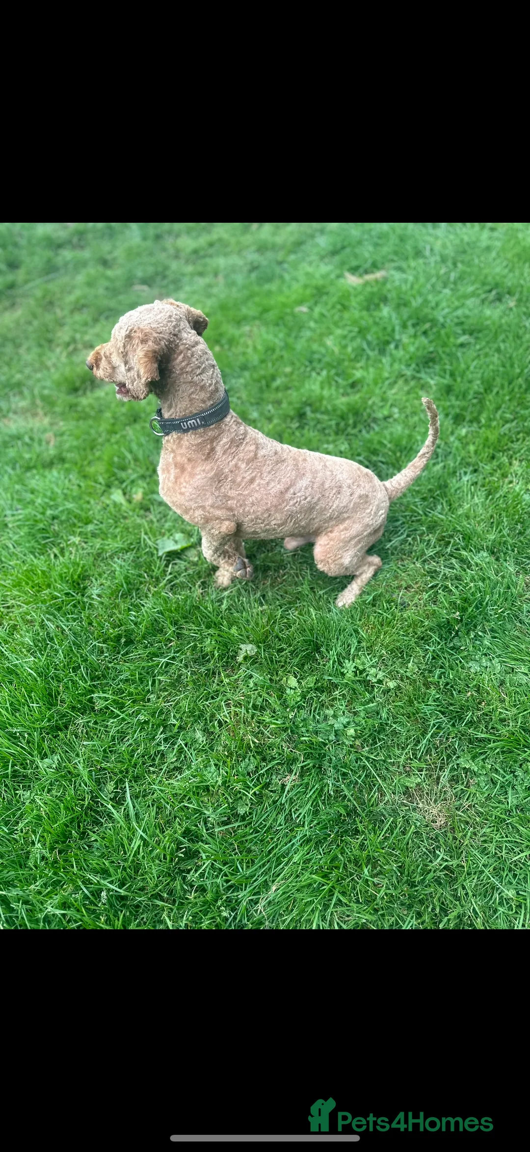 Miniature Poodle dogs for stud: Miniture poodle stud  in Marlborough - Advert 2