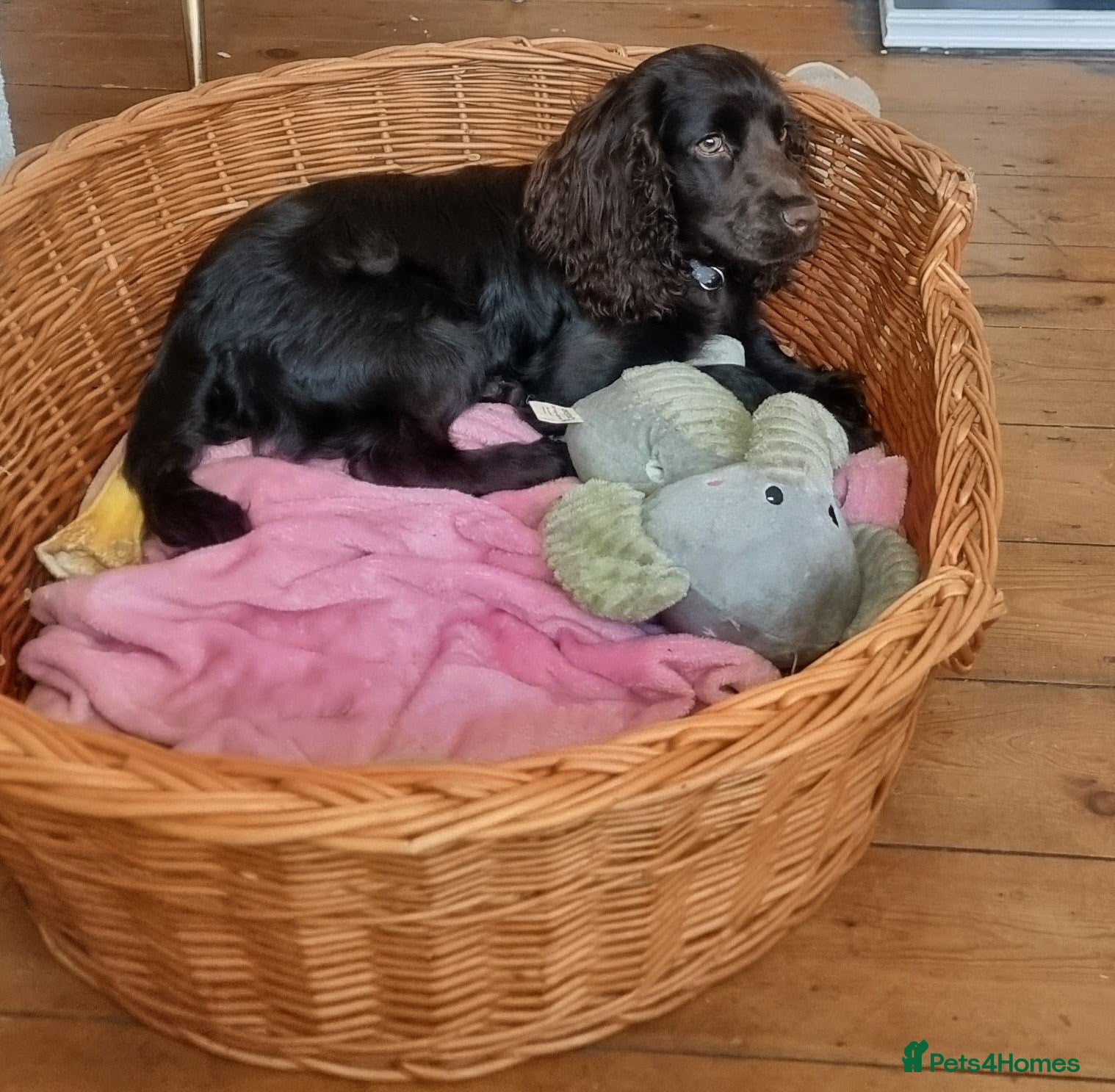 Cocker Spaniel dogs Mable  - Advert 4