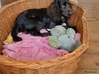 Cocker Spaniel dogs Mable - Advert 4