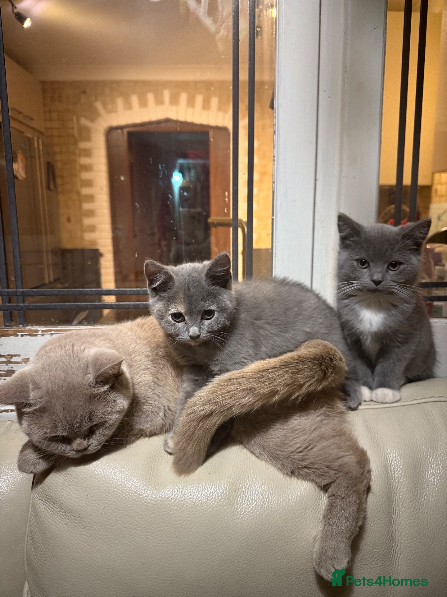 British Shorthair cats Half British shorthair girls ❤️ - Advert 7