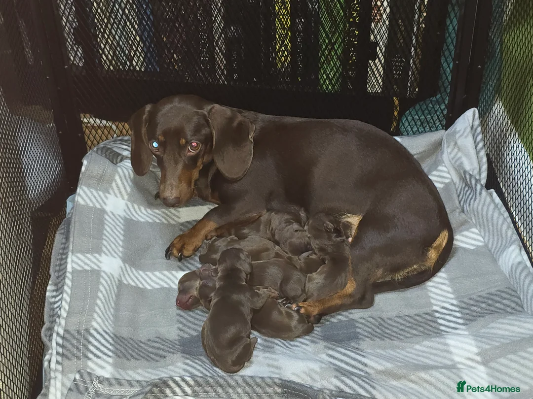 Dachshund dogs for sale: Dachshund puppies  - Advert 5