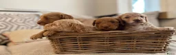 Cockapoo dogs for sale: ⭐⭐OUTSTANDING COCKAPOO PUPPIES⭐⭐ in Melton Mowbray - Advert 9