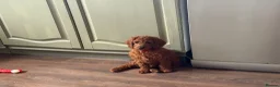 Irish Doodle dogs for sale: 🐾 Irish doodles 🐾 1 boy left  - Advert 13