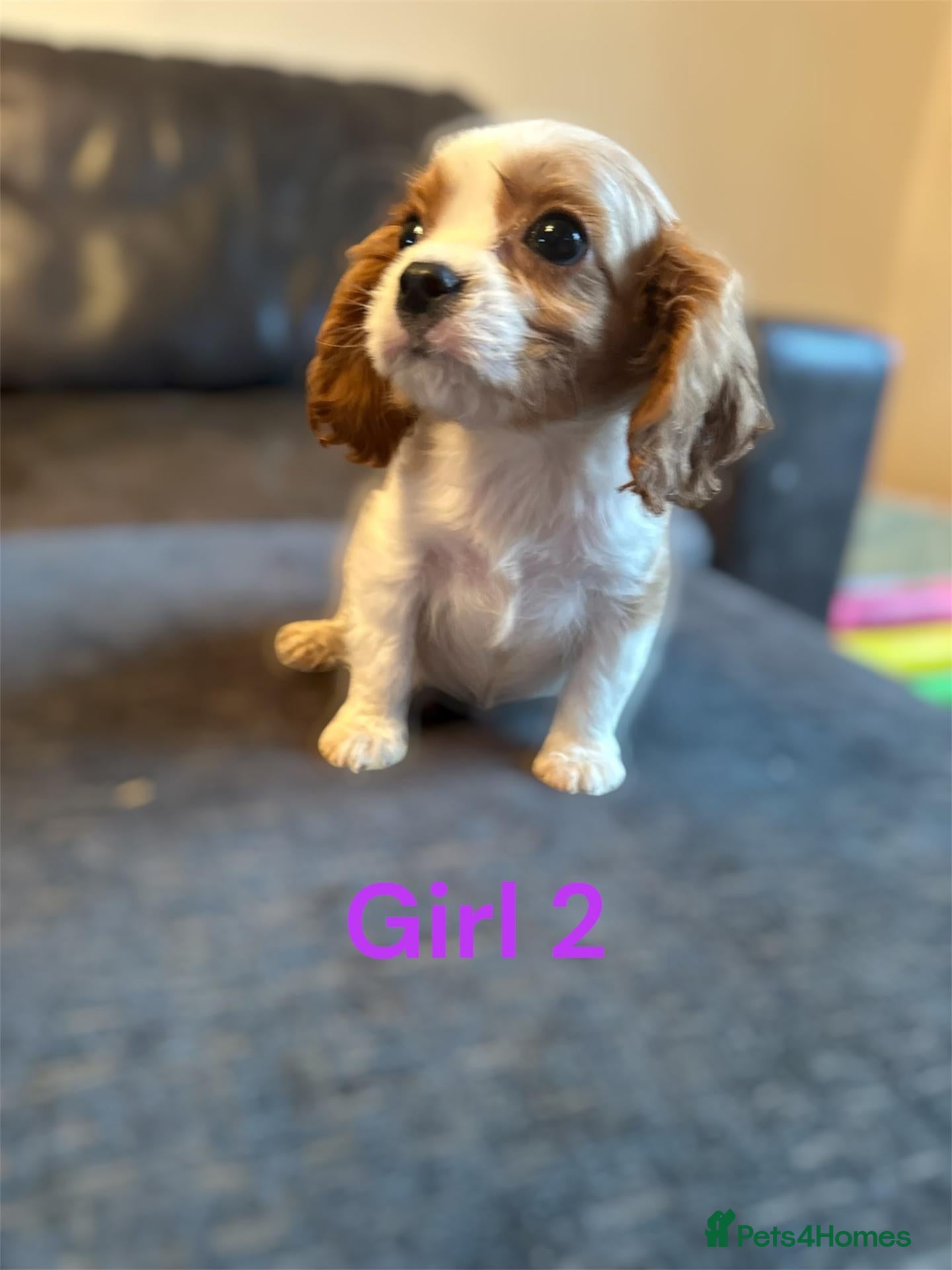 Cavalier King Charles Spaniel dogs CAVALIER KING CHARLES PUPS READY NOW KC REG  - Advert 2