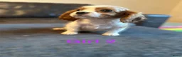 Cavalier King Charles Spaniel dogs for sale: CAVALIER KING CHARLES PUPS READY NOW KC REG  - Advert 2