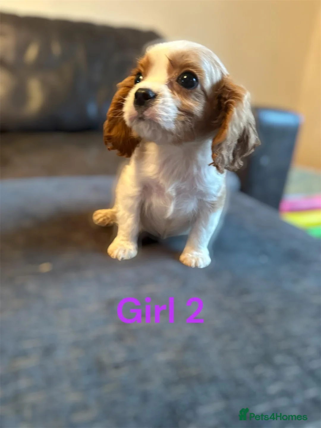 Cavalier King Charles Spaniel dogs for sale: CAVALIER KING CHARLES PUPS READY NOW KC REG  - Advert 2