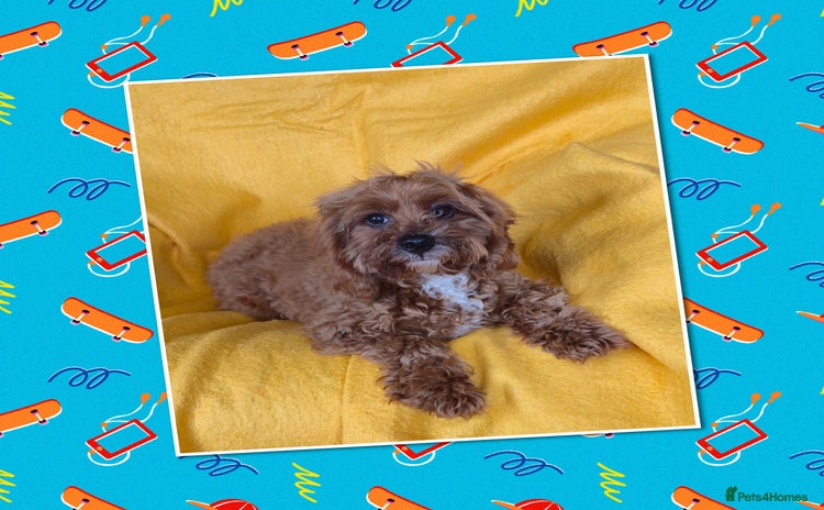 Cavapoo dogs - Advert 12