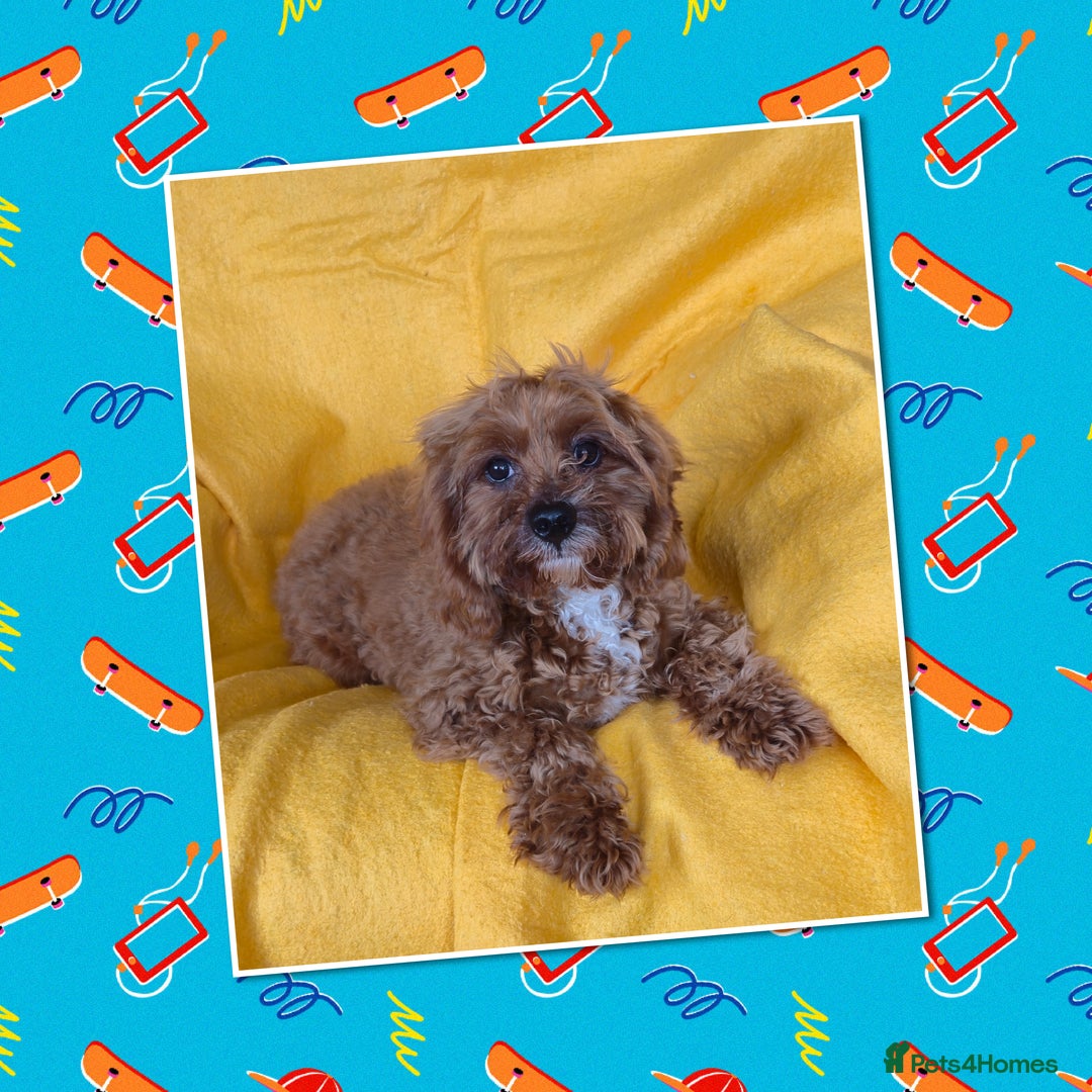 Cavapoo dogs for sale: Junior Cavapoo boy  - Image 1