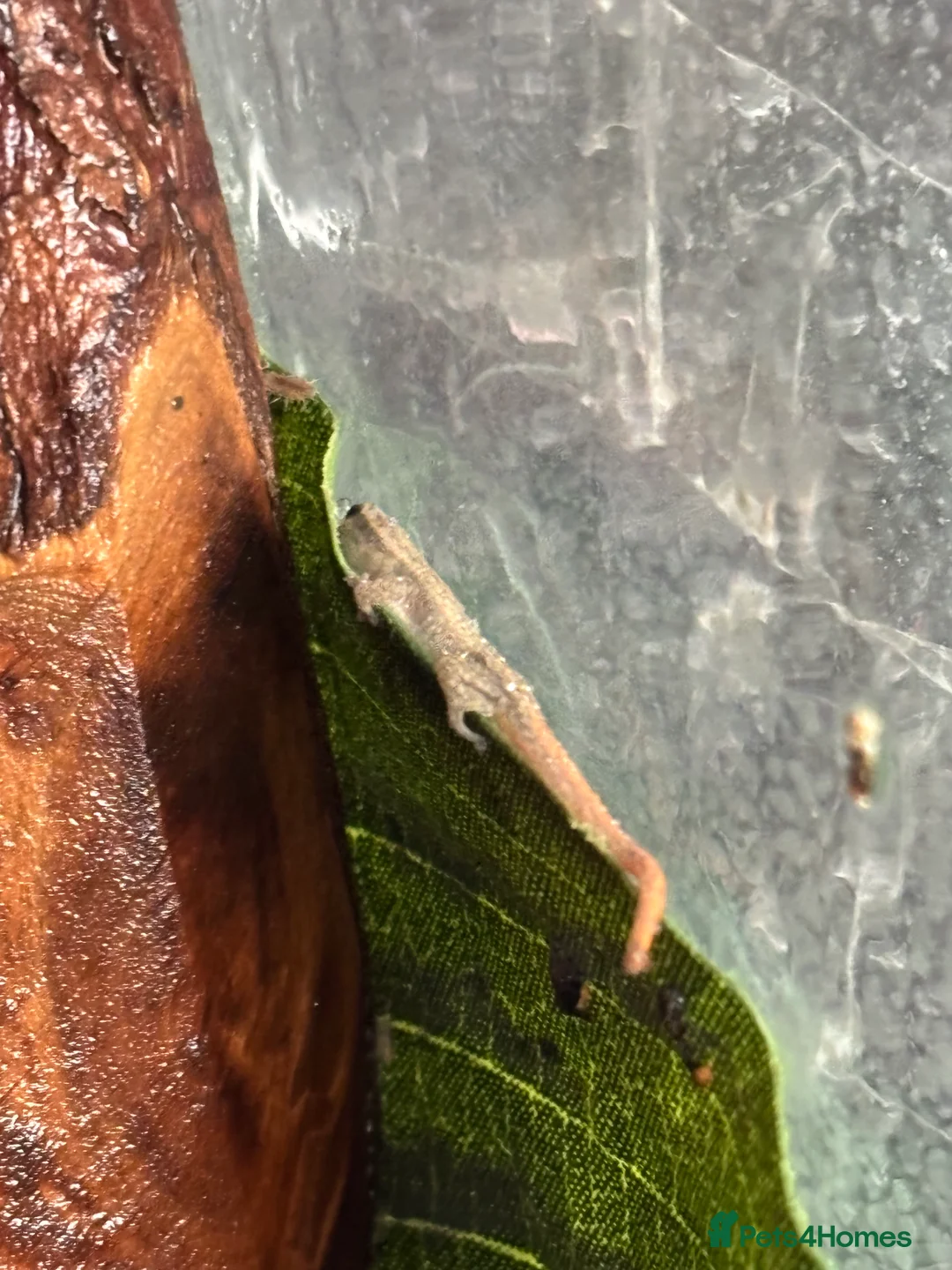 Gecko reptiles for sale: Baby Cameroon dwarf gecko! - Advert 3