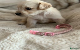 Golden Retriever dogs for sale: Golden retriever puppy Available 🐶🐾🦴  - Image 25