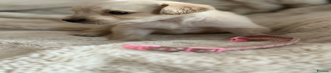 Golden Retriever Puppy 9