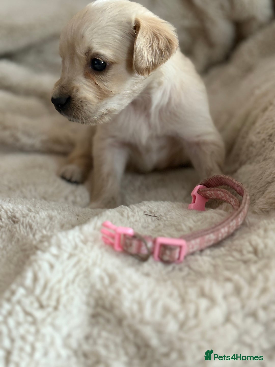 Golden Retriever dogs for sale: Golden retriever puppy Available 🐶🐾🦴  - Image 25