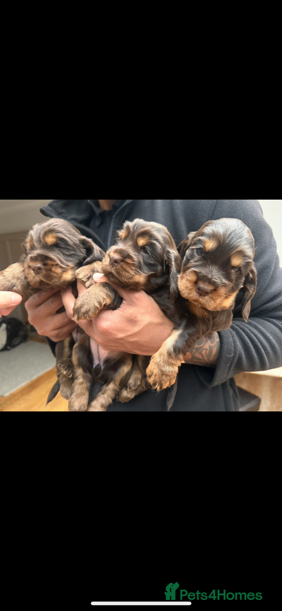 Cocker Spaniel dogs ⭐ ⭐ AMAZING KC SHOW COCKER SPANIELS - Advert 1
