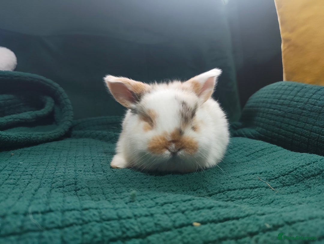 Mini Lop rabbits for sale: Beautiful Harlequin & Tri mini lop does   - Advert 9