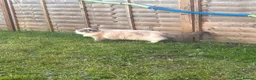 Ragdoll cats for sale: Beautiful Ragdoll Cat Vaccinated & Microchipped  in Leyland - Advert 11