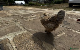 Chickens poultry for sale: Whole Laying Hen Flock for Sale, chicks, hens. - Image 9
