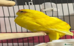 Parakeets birds for sale: Beautiful Kakariki boy - Image 4