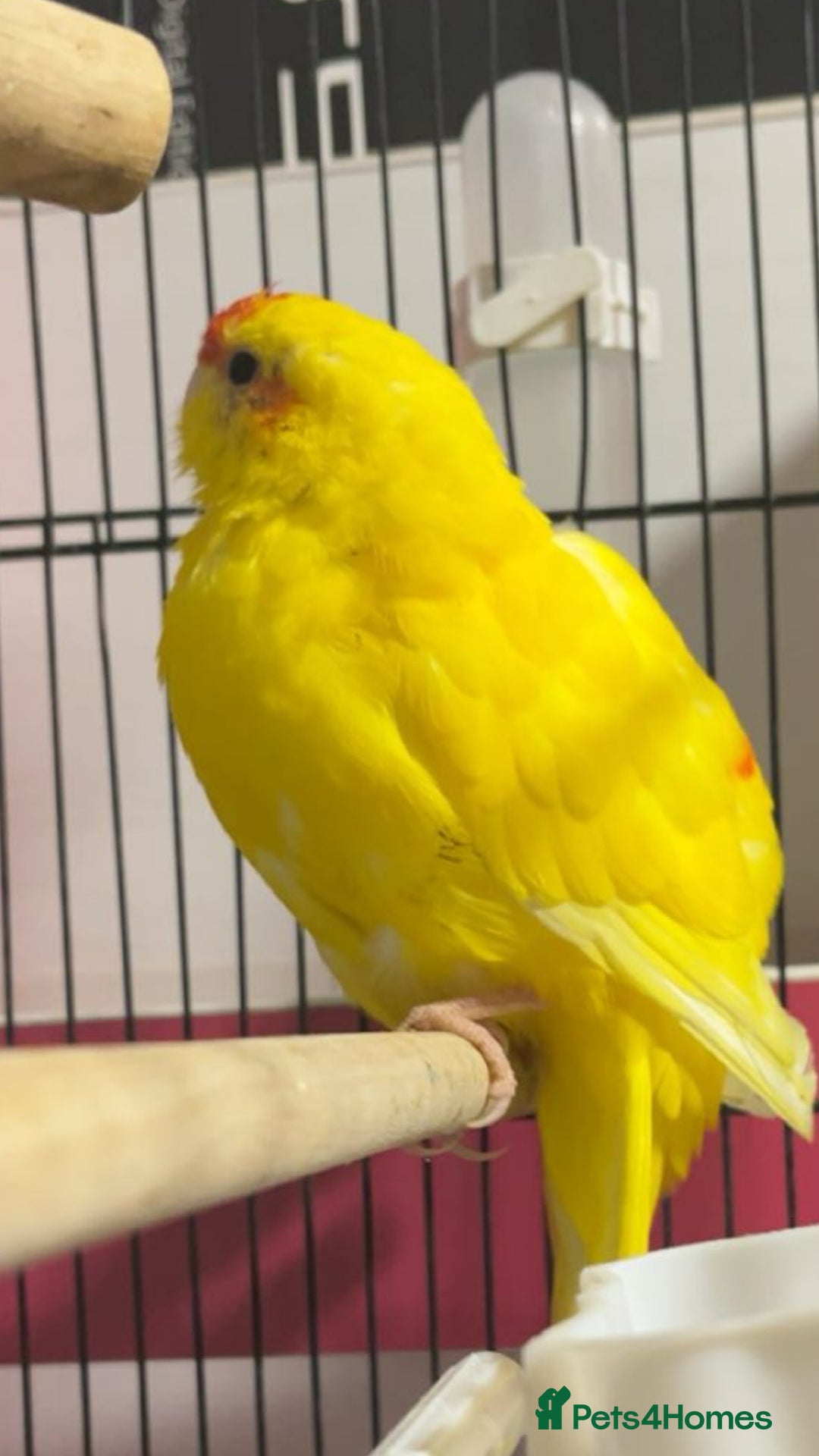 Parakeets birds for sale: Beautiful Kakariki boy - Image 4