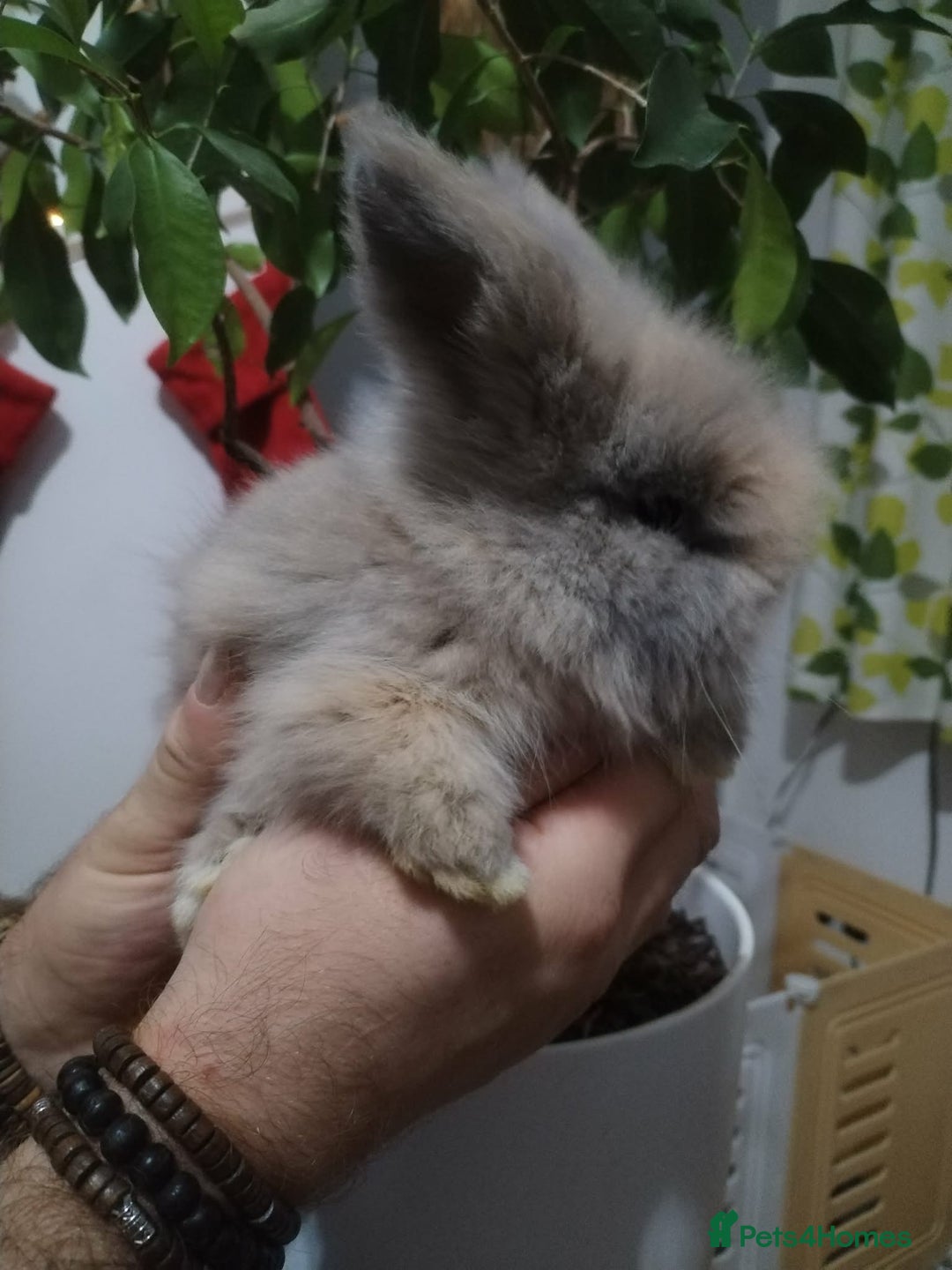 Lionhead rabbits for sale: Pure Breed Fluffy Double Mained LionHead Kits - Advert 7