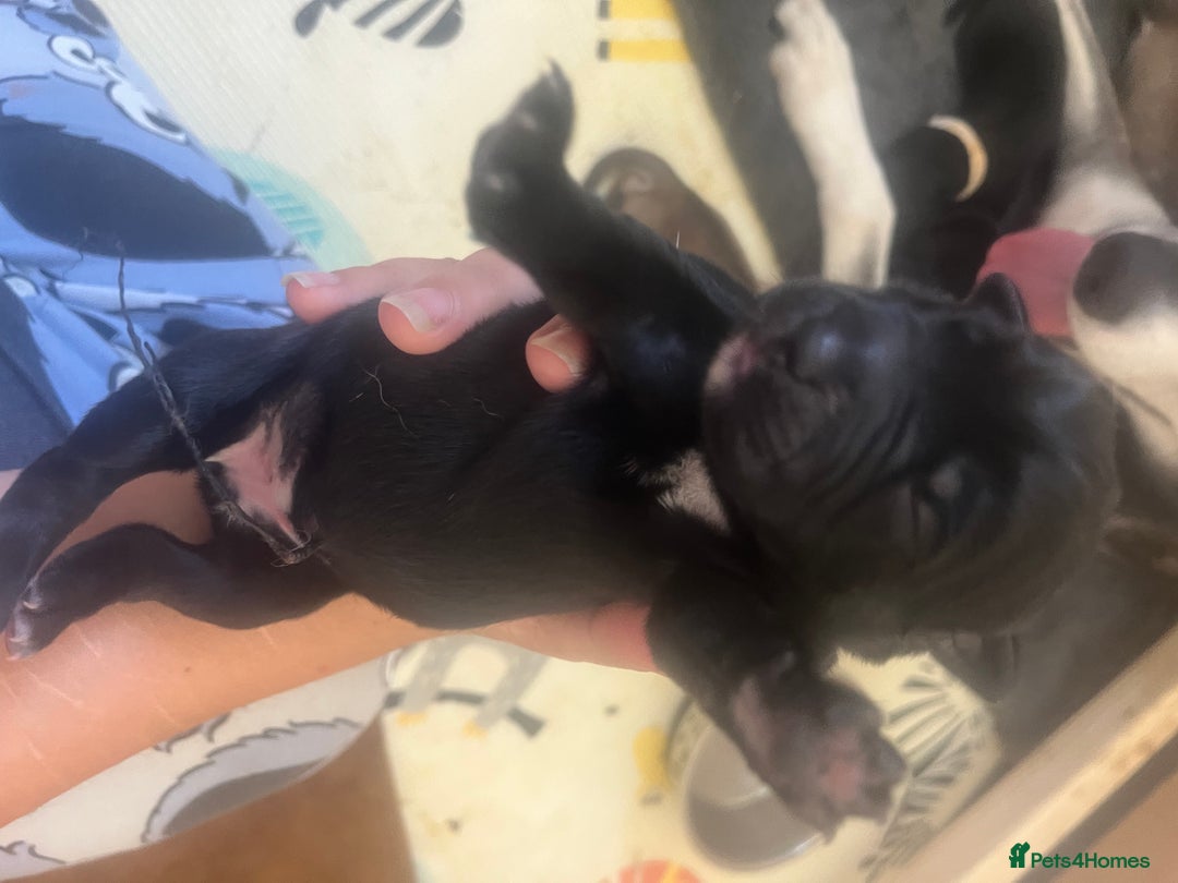 Mixed Breed dogs for sale: Husky/staffi/labrador  - Image 10