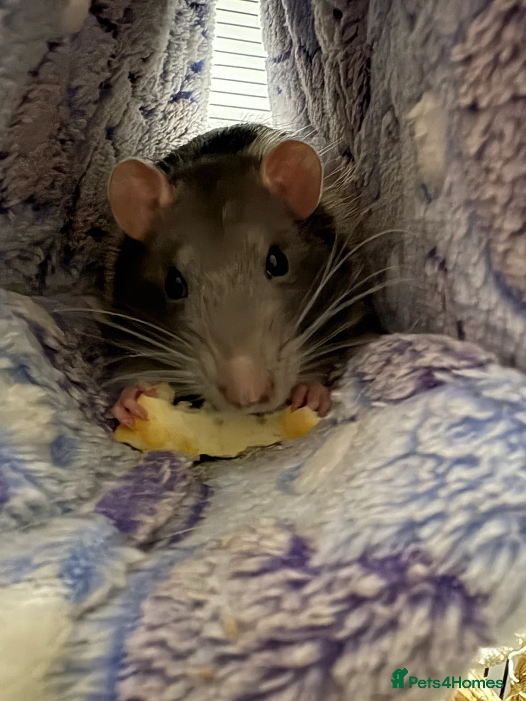 Rat rodents for sale: 4 male bonded rats (10months old) - Advert 8