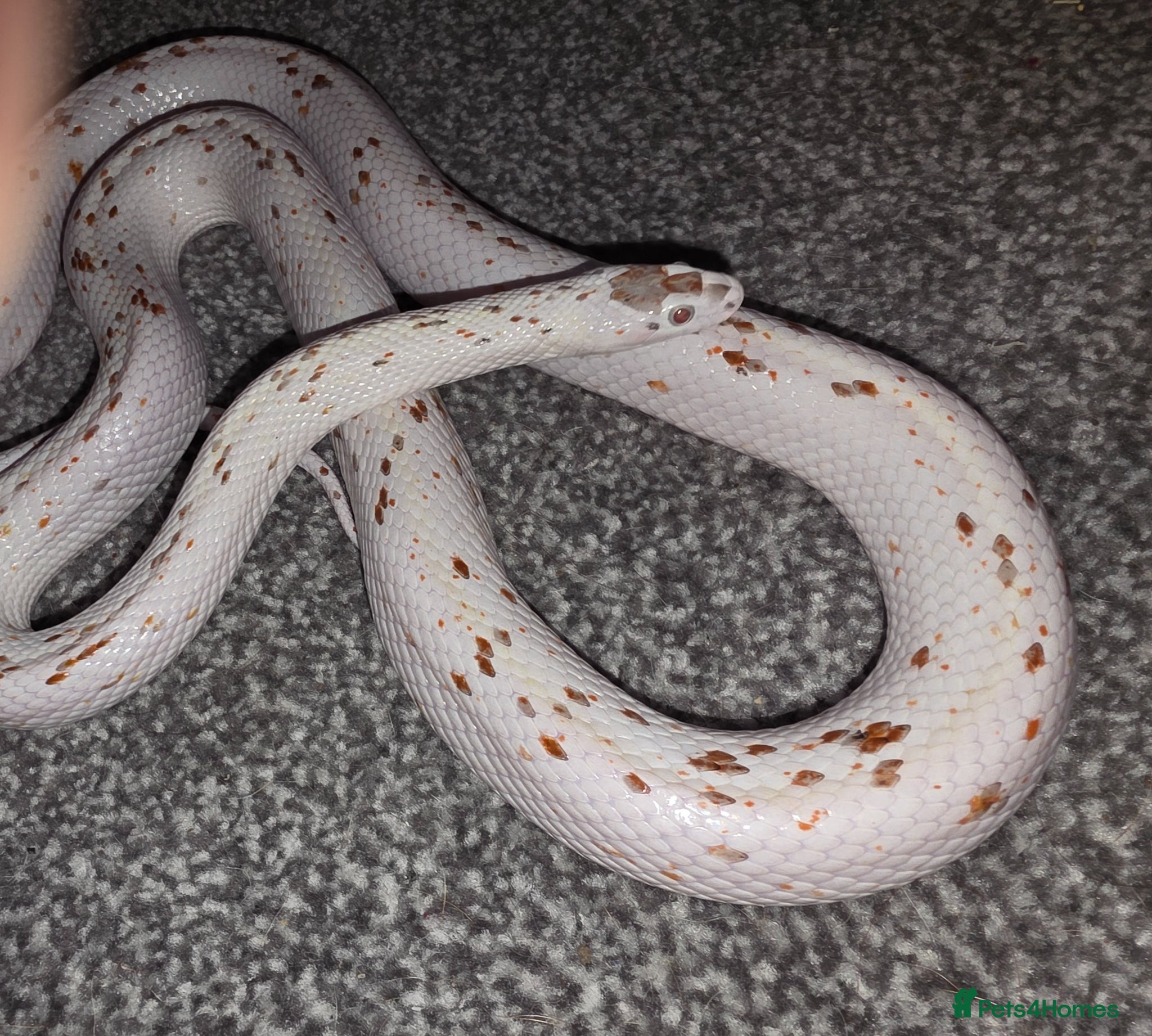 Corn Snake reptiles Palmetto Corn Snake - Advert 7