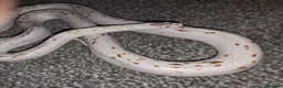 Corn Snake reptiles for sale: Palmetto Corn Snake - Advert 1