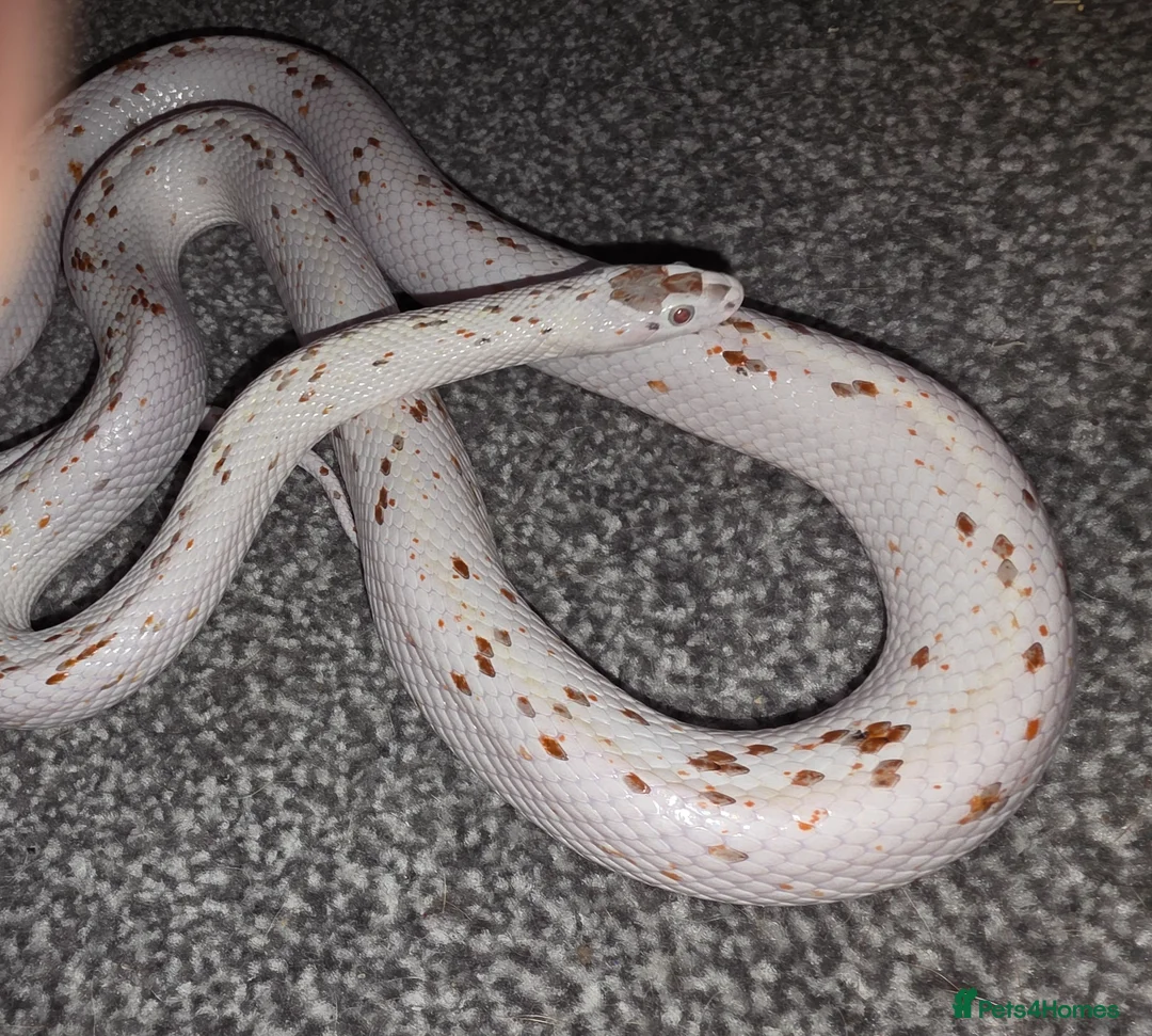 Corn Snake reptiles for sale: Palmetto Corn Snake - Advert 1