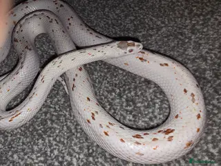 Corn Snake reptiles Palmetto Corn Snake - Advert 7