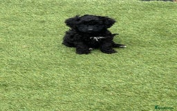 Cavapoo dogs for sale: Ready now Cavapoo puppies for sale  - Image 13