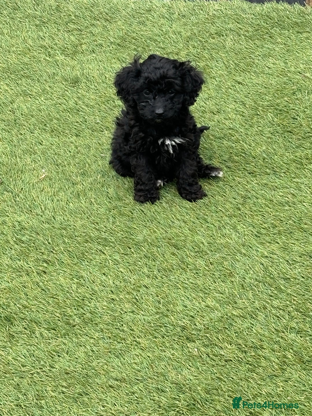 Cavapoo dogs for sale: Ready now Cavapoo puppies for sale  - Image 13