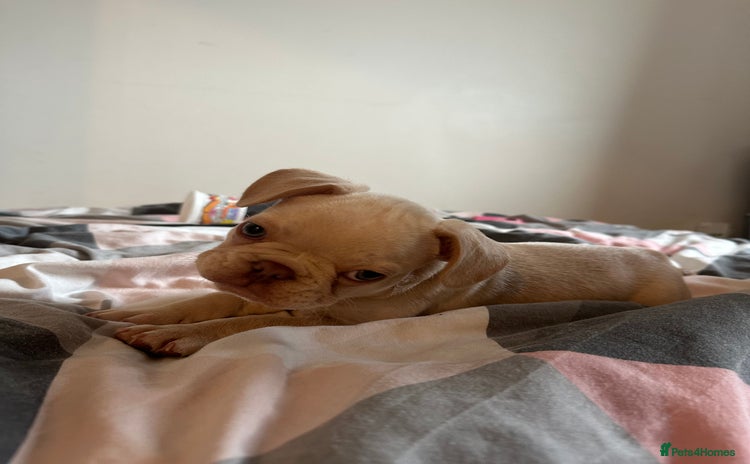 French Bulldog dogs - Advert 10