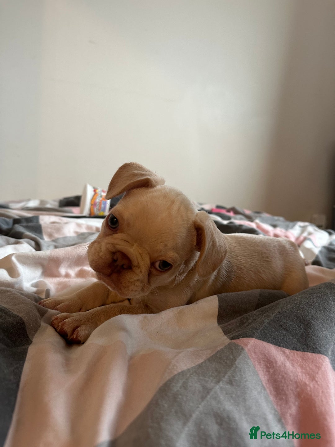 French Bulldog dogs for sale: Male French Bulldog puppy  - Image 1