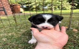 Border Collie dogs for sale: 4 week old Adorable Border Collie Puppies  - Image 19