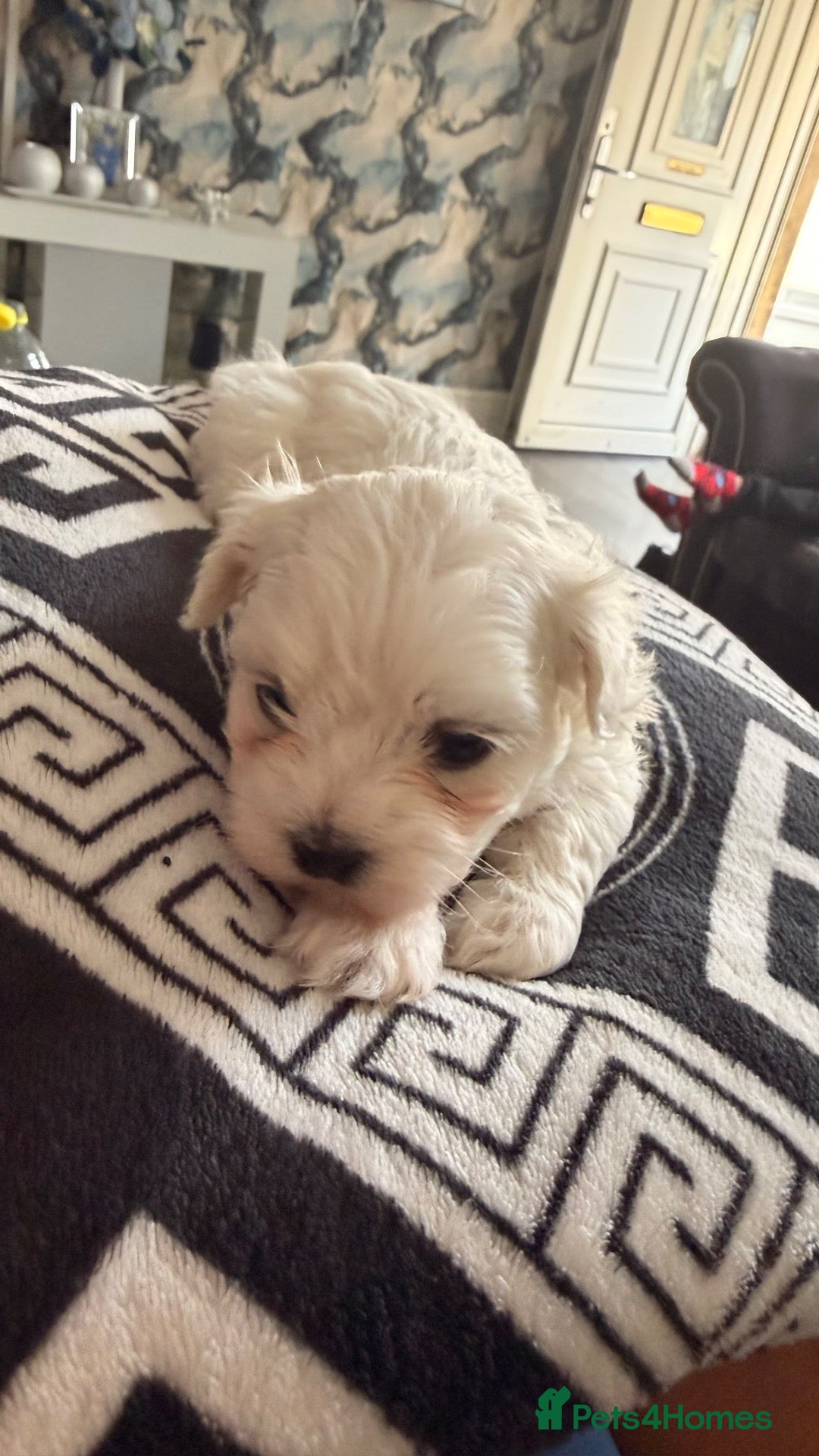 Maltese dogs 💙🩷 For Sale Beatifull Puppies Maltese💙🩷 - Advert 1
