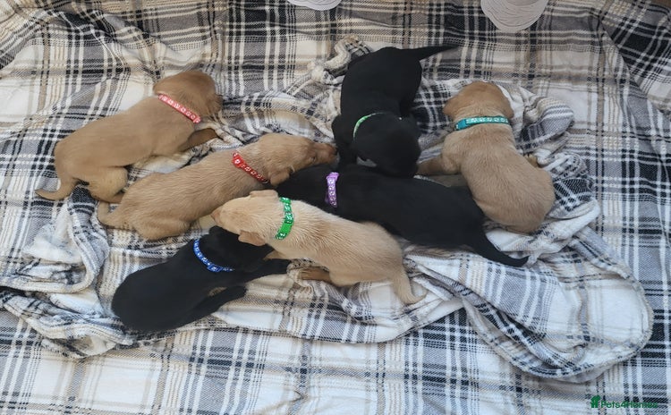Labrador Retriever dogs KC registered labrador puppies - Advert 1