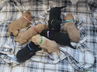 Labrador Retriever dogs KC registered labrador puppies - Advert 1