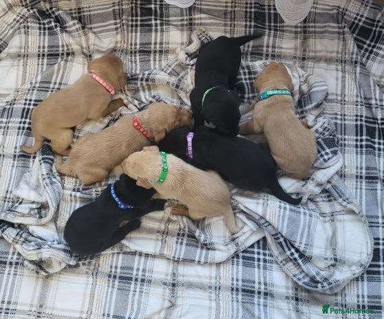 Labrador Retriever dogs KC registered labrador puppies - Advert 1