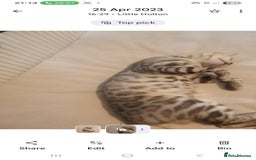Bengal cats for sale: Cute bengal cat  - Image 5