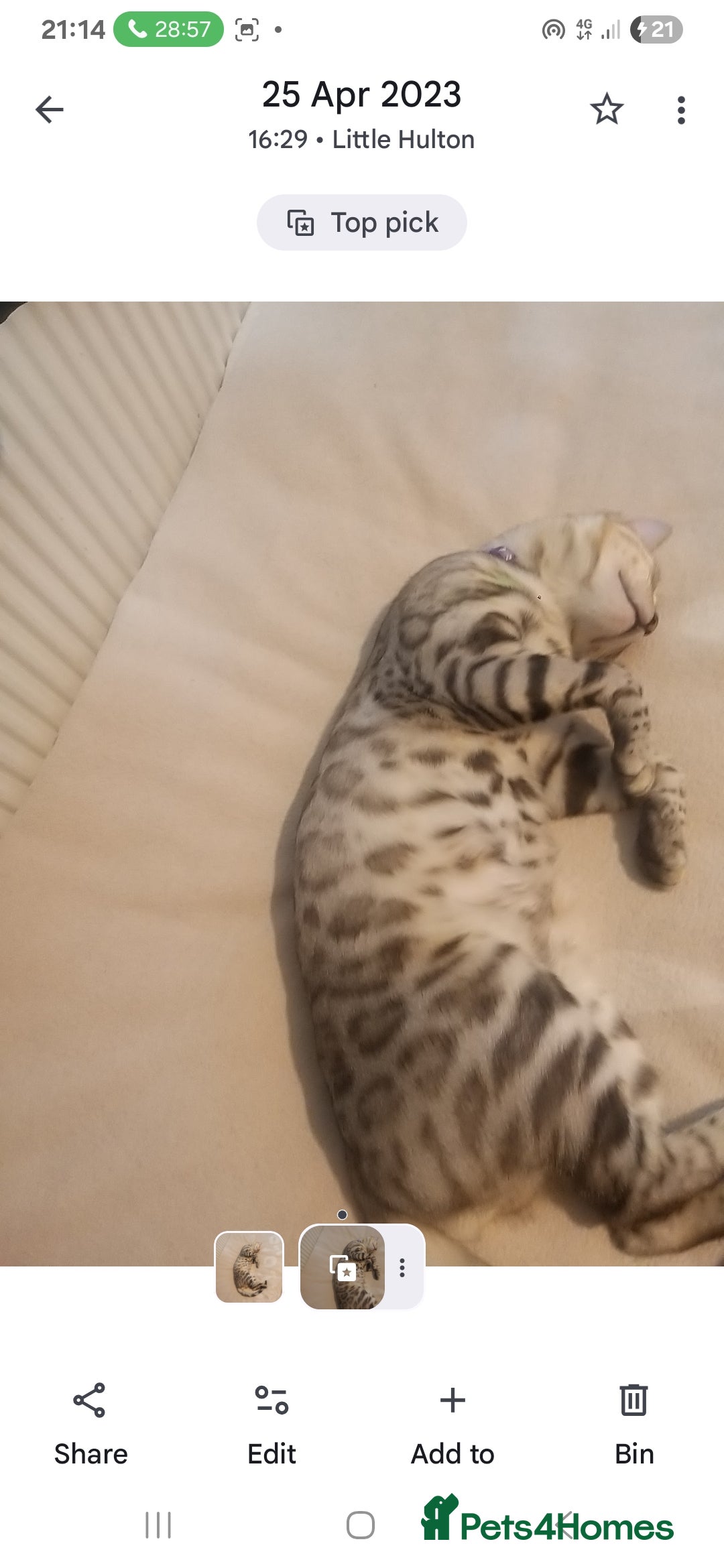 Bengal cats for sale: Cute bengal cat  - Image 5