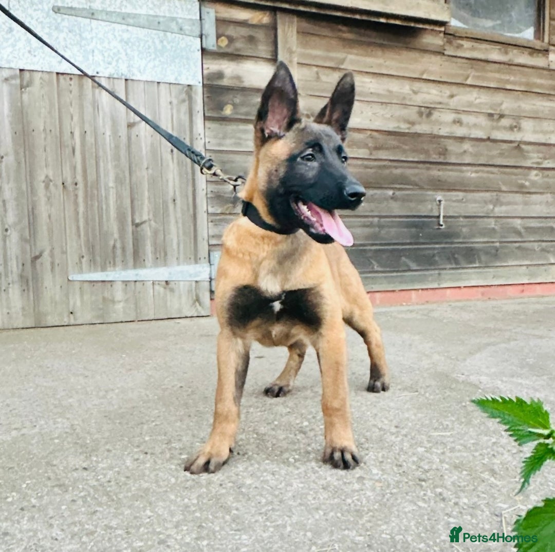 Belgian Shepherd Dog dogs for sale: Malinois / herder male pup with MEGA bloodlines  - Image 3