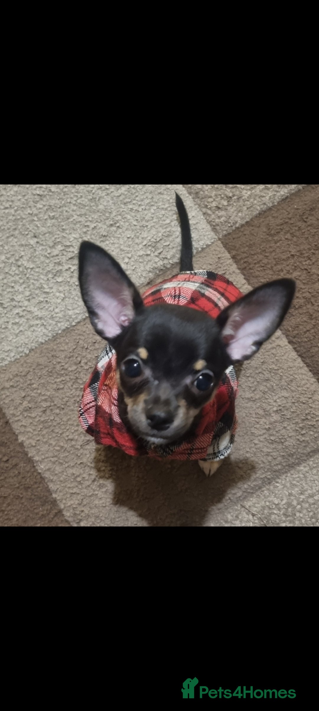 Chihuahua dogs for sale: Pheobe is looking for a 5 star forever home  - Advert 9