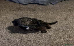 Cocker Spaniel dogs for sale: Dog for sale Milo - Image 2