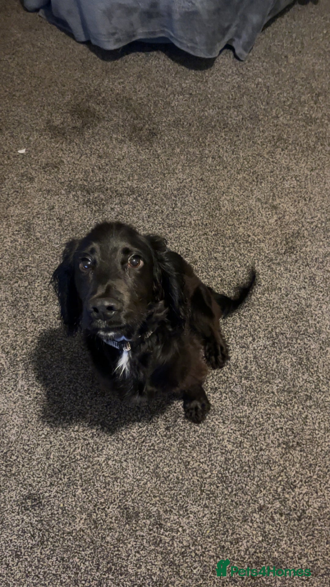 Cocker Spaniel dogs for sale: Dog for sale Milo - Image 2