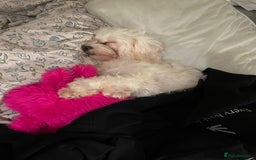 Maltipoo dogs for sale: 2 beautiful playful & lovely Maltipoo boys  - Image 31