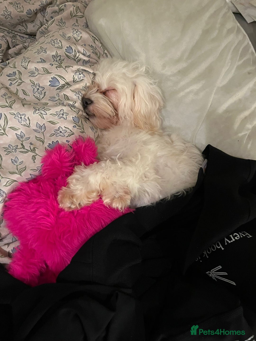 Maltipoo dogs for sale: 2 beautiful playful & lovely Maltipoo boys  - Image 31